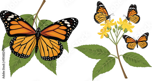 Monarch Butterflies on Milkweed Flowers Botanical Pollinator Garden Vector Illustration