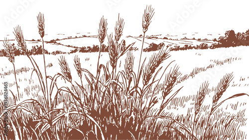 Golden wheat ears growing in countryside agricultural landscape. Banner for farming, harvest themes. Artwork in pencil hand drawn illustration sketch style.