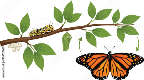 Monarch Butterfly Life Cycle Caterpillar Chrysalis and Adult Butterfly Metamorphosis Vector Illustration