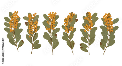 Set of 6 Golden Wattle Branches with Yellow Flowers and Green Leaves Vector