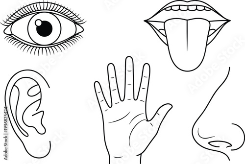 Black and white line drawings of five human sensory organs representing sight, hearing, touch, taste, smell, anatomy, and education.