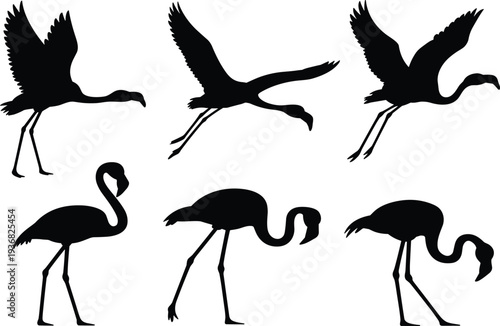 Black flamingo bird silhouettes set, flying and standing exotic animals