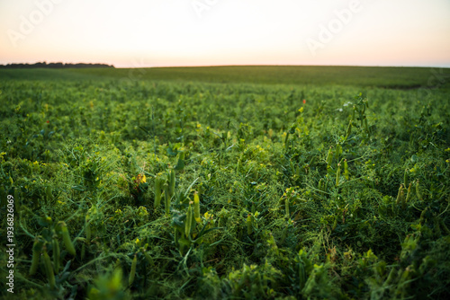 Green vetch and field pea plants growing in a cultivated agricultural field during sunset, showing healthy crops for livestock feed and soil improvement