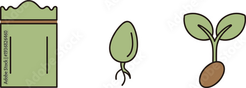 Seed germination stages: seed packet, sprout, and seedling with leaves