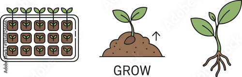 Seedling growth stages from tray to mature plant with roots