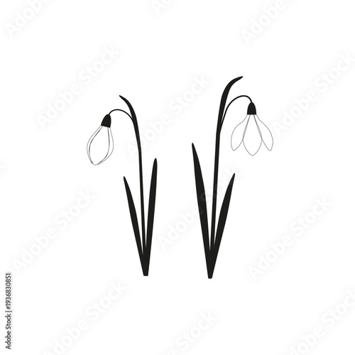Black and white snowdrop flower line art. Galanthus botanical vector illustration.