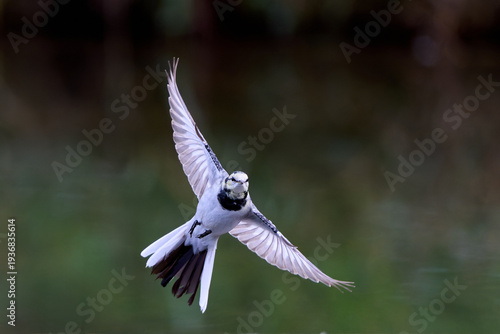 Tableau sur toile White wagtail (Motacilla alba) flying with spread wings in a park, close-up view