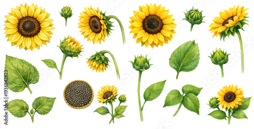 A charming watercolor collection of sunflower flowers, buds, leaves, and seeds for botanical floral illustrations and summer design.