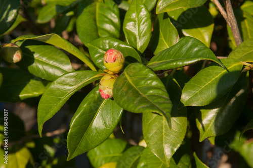 camellia buds on a background of dark glossy green leaves