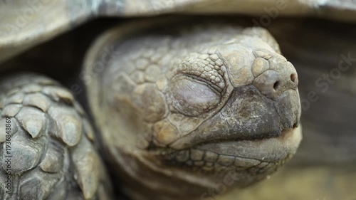 Cinematic 4K macro video focusing on the head and face of a large giant tortoise. The extreme close-up reveals detailed ancient skin textures, scales, and the slow, deliberate movements of this prehis