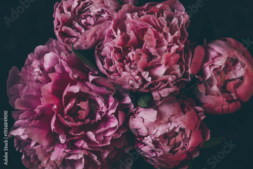 Pink peonies soft focus close up dark toned film effect