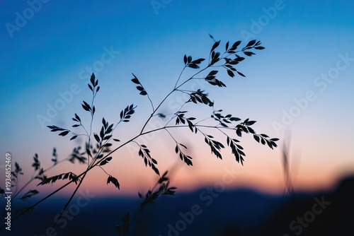 Silhouette of delicate grass against an evening sky with gradient colors