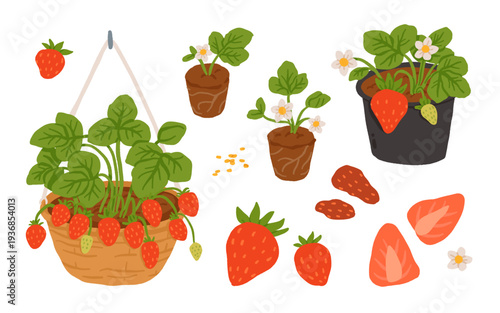 Strawberry growing stages and harvest set with garden plant, seedlings, seeds, flowers, ripe berries and hanging basket. Flat vector illustration of home gardening, and fresh summer fruit collection