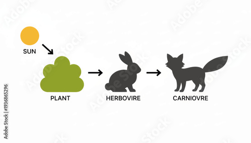 Food chain ecosystem infographic. Biology energy flow diagram with sun, plant, herbivore and carnivore. Flat design vector illustration isolated on white background