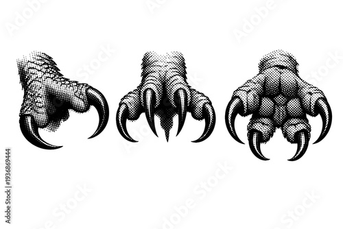 Barn owl talon anatomy, a single barn owl talon presented in three views including side view, front view, and underside view with realistic claw curvature.