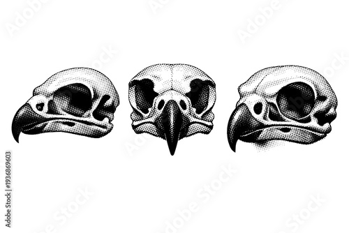 Peregrine falcon skull A detailed peregrine falcon skull with compact avian bone structure and sharply curved beak bones, displayed in three views including