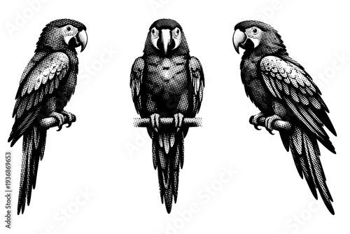 Scarlet macaw perched posture, one scarlet macaw represented in three views including perched side view, frontal perched view, and three-quarter angle with