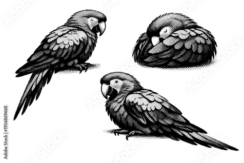 Scarlet macaw resting pose, one scarlet macaw illustrated in three views including resting side view, tucked resting view, and relaxed three-quarter angle with