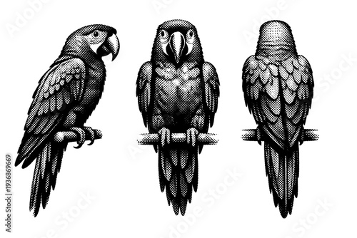 Scarlet macaw standing anatomy, a single scarlet macaw shown in three views including side view, front view, and rear view with realistic body proportions and