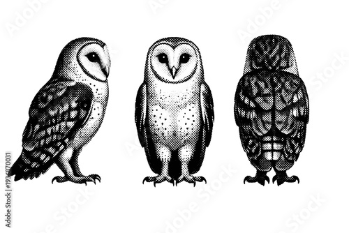 Barn owl standing anatomy, a single barn owl shown in three views including side view, front view, and rear view with realistic body proportions and upright
