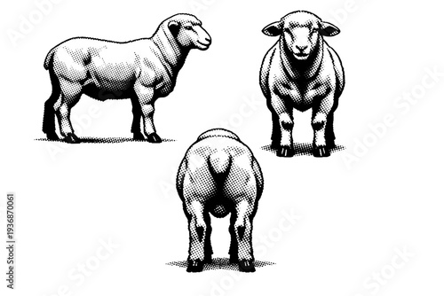 Merino Sheep ? sheared merino sheep depicted in standing pose, side profile, and rear view emphasizing body structure beneath trimmed wool. Black and white dot