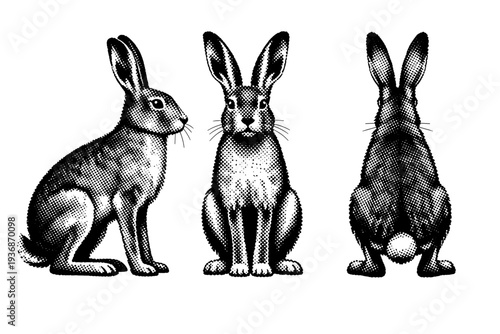 European hare standing anatomy, a single European hare shown in three views including side view, front view, and rear view with realistic body proportions and