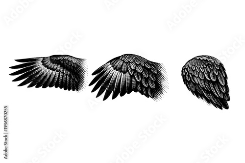 Bald eagle wing with layered primary and secondary feathers shown fully extended, partially folded, and fully folded positions with accurate feather structure.