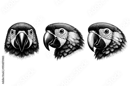 Scarlet macaw head structure, a single scarlet macaw head depicted in three views including front view, side profile, and three-quarter angle with detailed