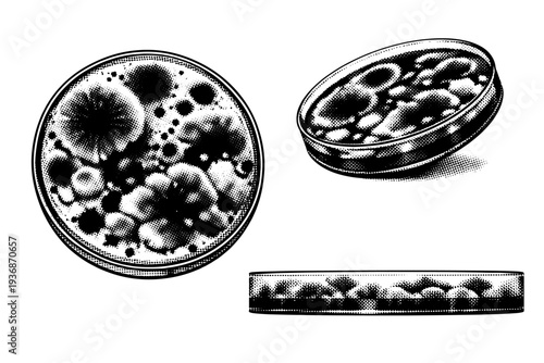 Contaminated petri dish ? petri dish with mold contamination shown in overhead view, tilted perspective, and edge-on view emphasizing fuzzy colony textures and