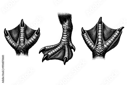 Atlantic puffin foot An Atlantic puffin foot with webbed toes, scaled texture, and strong claw structure, shown in three orientations to highlight anatomy and