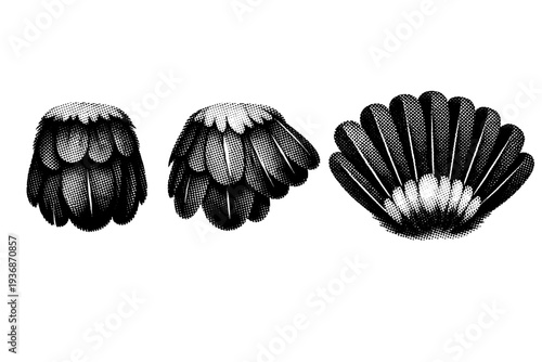 Toucan tail feathers with short rounded shape shown closed, slightly fanned, and fully fanned positions with accurate feather layering. Black and white dot