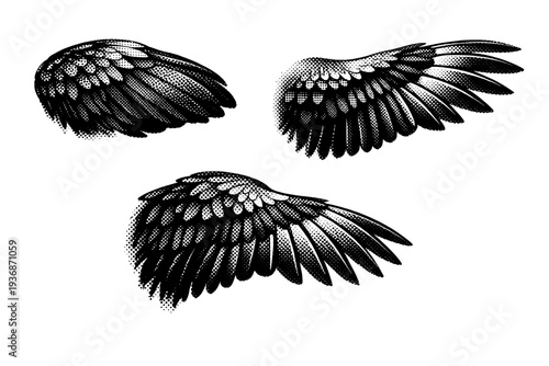 Domestic rooster wing A realistic domestic rooster wing shown in three views: folded wing side view, partially extended view, and angled perspective, focusing