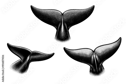 Bottlenose dolphin tail fluke A realistic bottlenose dolphin tail fluke shown as one object in three different angles emphasizing symmetry, edge shape, and