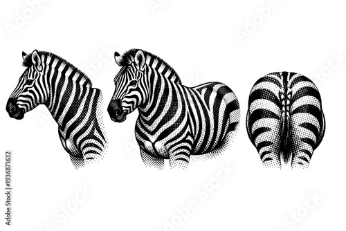 Plains zebra torso A single plains zebra torso represented as one object in three different views focusing on muscle volume and stripe rhythm across the body.
