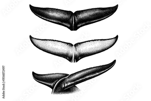 Blue whale fluke. A realistic blue whale tail fluke depicted as the same object in three different views showing top, underside, and angled perspectives