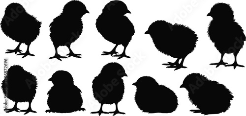 Baby chick silhouettes collection, cute chicken chicks in different poses, farm poultry animals illustration set isolated on light background