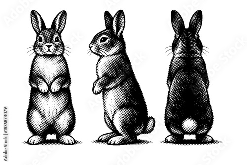 Cute Bunny ? standing on hind legs. A cute bunny standing upright with balanced posture and visible anatomy, depicted as one consistent bunny shown in three