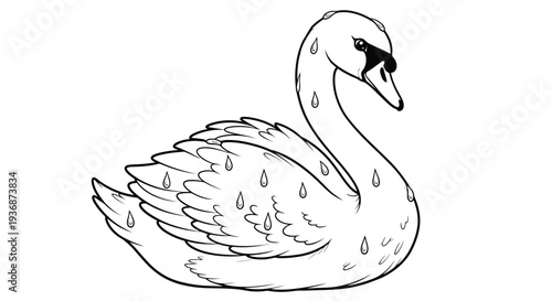 Swan with Droplets of Water on Body and Wings