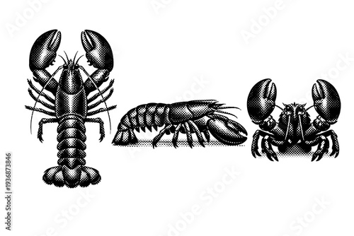Lobster American lobster shown from top view, side profile, and front view as the same crustacean with realistic shell segmentation and claw proportions. Black