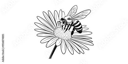 Detailed Line Art Bee on Daisy Flower, Collecting Pollen, Nature Sketch