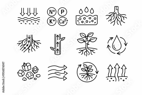 Water and Nutrient Uptake. Line icon set of Water and Nutrient Uptake: water absorption arrows, mineral nutrients ions, soil moisture, root hair absorption,