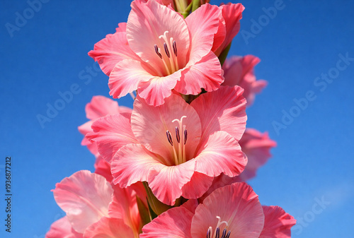 Stunning Close-up of Vibrant Pink Gladiolus Flowers Blooming Against a Clear, Bright Blue Sky Background, Showcase Elegant Petal Textures and Natural Summer Beauty Perfect for Botanical Studies,