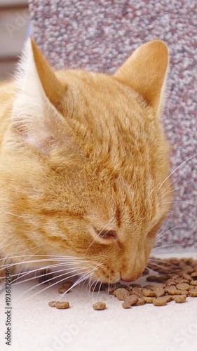 Orange cat eat dry food from ground in slow motion