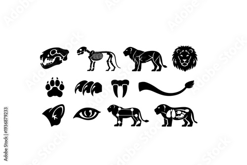 Lion anatomy. Solid icon set of Lion anatomy: lion skull, lion skeleton, muscle structure, mane detail, paw anatomy, claw detail, teeth fangs, tail anatomy,