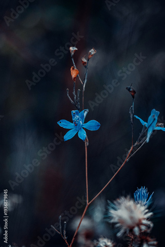 Bright blue wildflower on dark moody forest background
