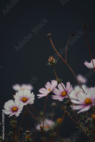Pink and white cosmos flowers on dark moody background