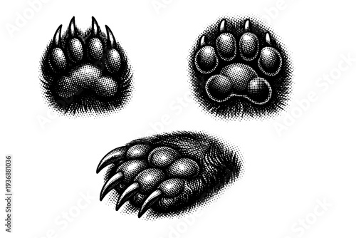 European badger paw with thick pads and curved claws shown from top view, underside view, and angled perspective highlighting digging adaptation. Black and
