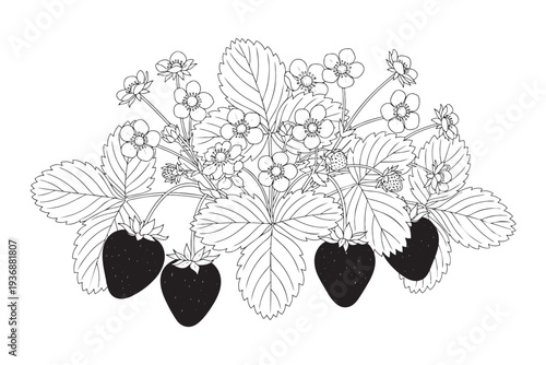 Strawberry plant with fruits and flowers, fresh berry illustration, vector graphic
