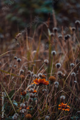Dry orange wildflowers in autumn field with soft bokeh background