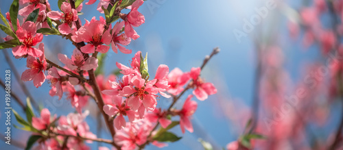 Blossoming peach branch against blue sky in sunlight, selective focus. Beautiful floral spring art background. Pink peach blossoms. Banner